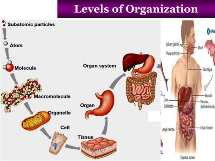 what are the levels of cellular organization