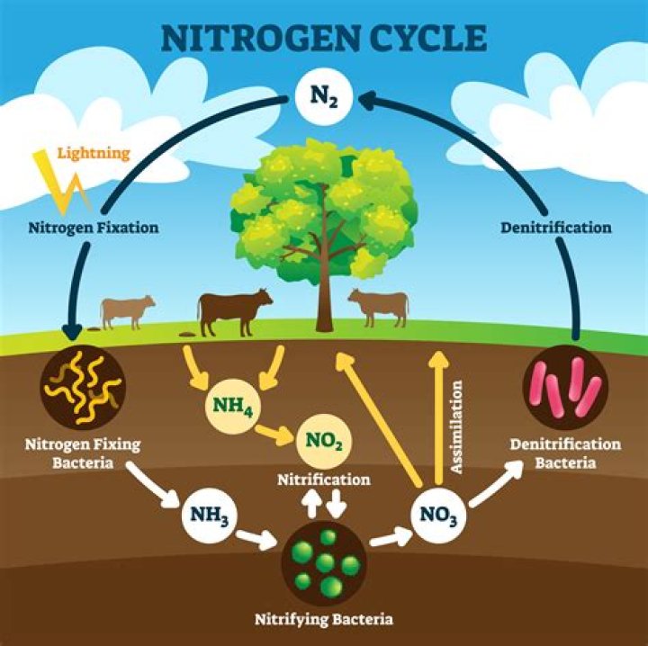 what are the main nitrogen containing nutrients in the biosphere