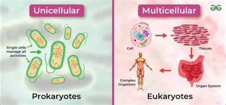 what are the only multicellular protists