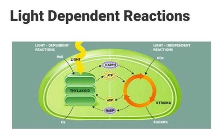 what are the products of the light-dependent reactions