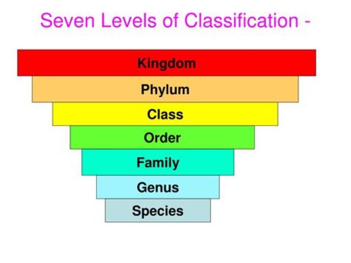 what are the seven levels of classification
