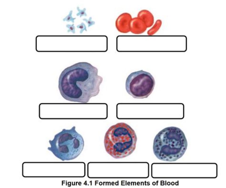 what are the smallest formed elements found in blood