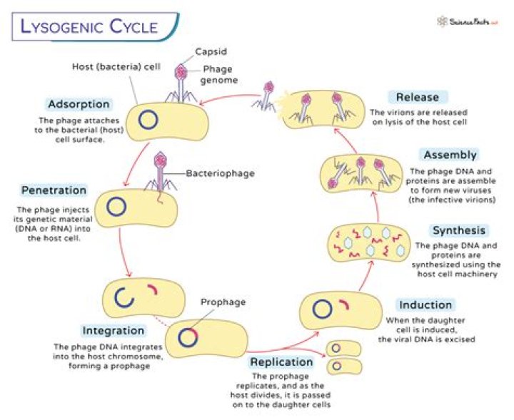 what are the steps of the lysogenic cycle