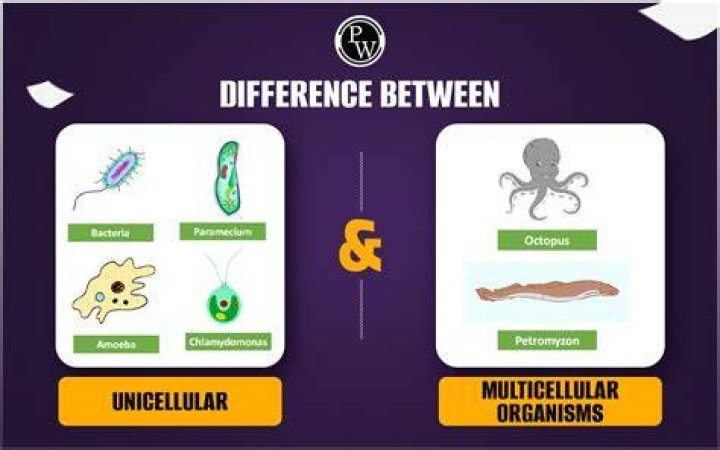 what are the steps toward multicellularity, in the correct order?