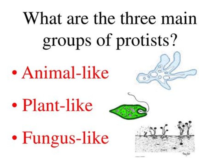 what are the three main groups of protists
