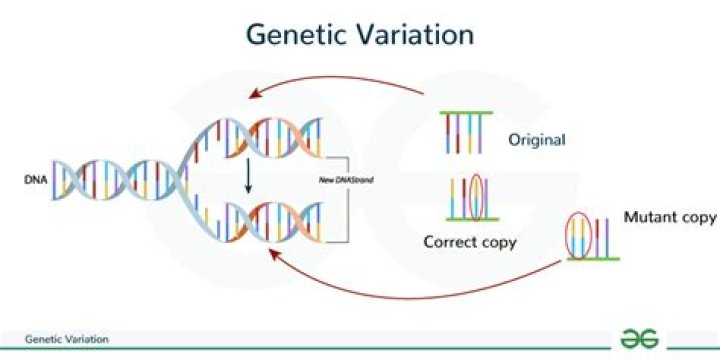 what are the three main sources of genetic variation?