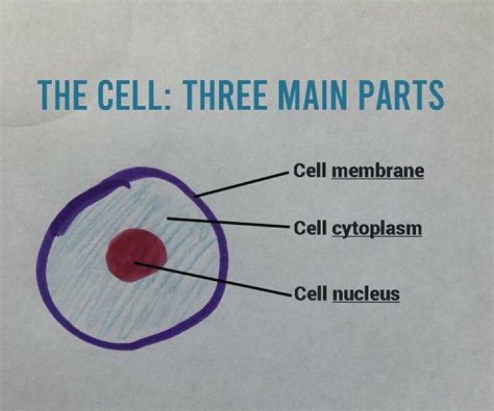 what are the three major parts of the cell
