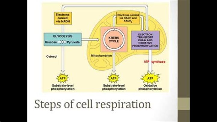 what are the three stages of aerobic cellular respiration