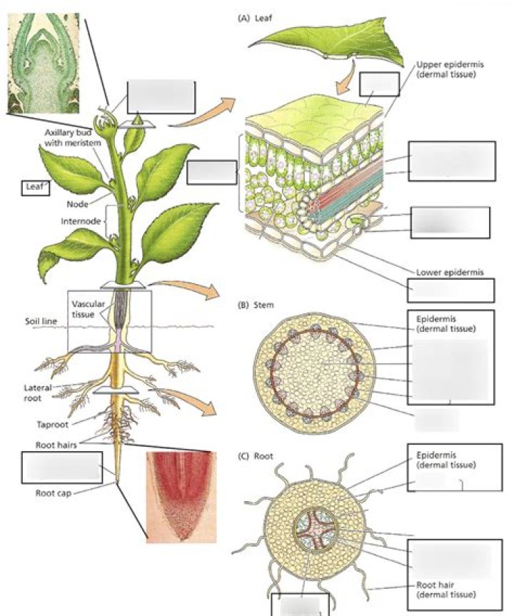 what are the three tissue systems of plants contained in each plant organ, such as leaves?