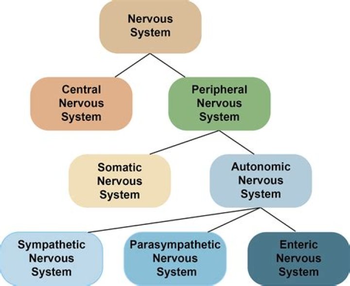 what are the two main components of the nervous system?