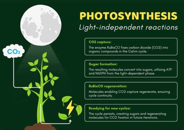 what are the two main products of the light-capturing reaction of photosynthesis?