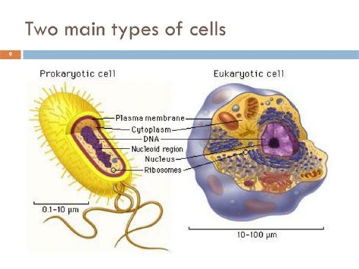 what are the two main types of cells?