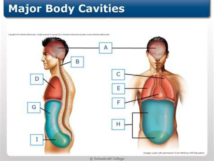 what are the two major body cavities