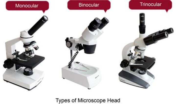what are the types of microscopes