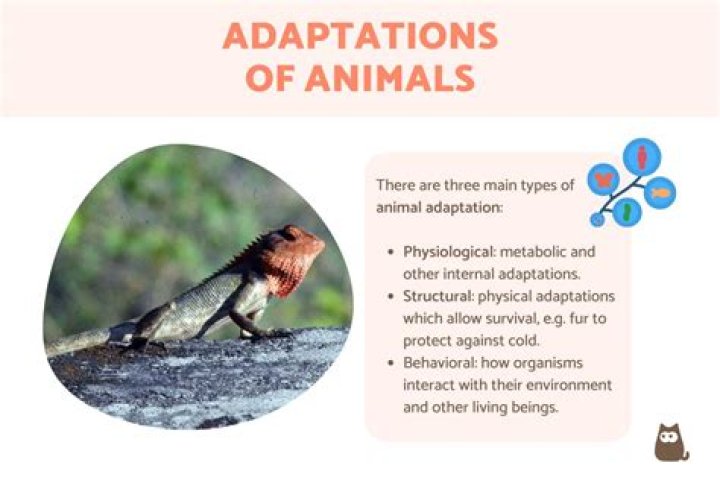 what are three adaptations that enable birds to fly