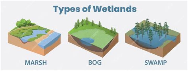 what are three main types of freshwater wetlands