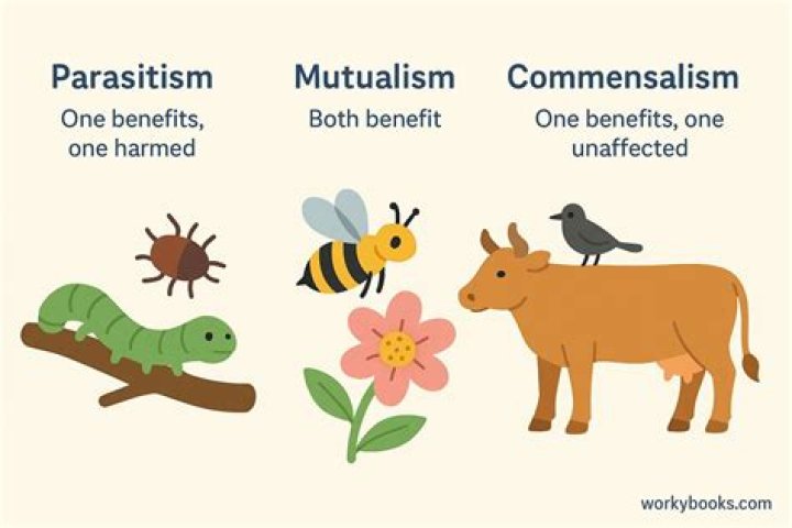 what are three symbiotic relationships
