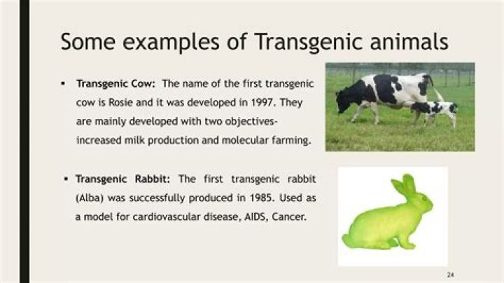 what are transgenic organisms - Lisbd-net.com