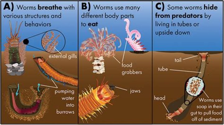 what are tube worms - Lisbd-net.com