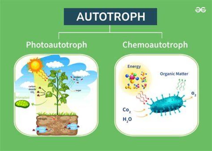 what are two types of autotrophs