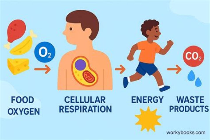 what are waste products of cellular respiration