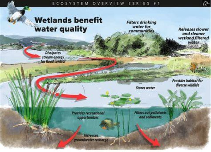what are wetlands used for