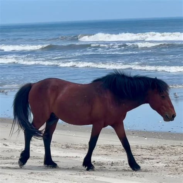 what beach has wild horses in nc
