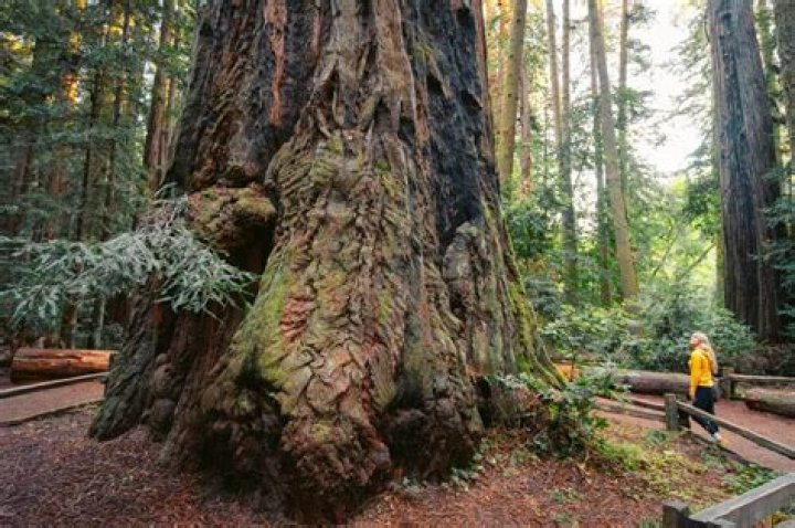 what biome are redwood trees in