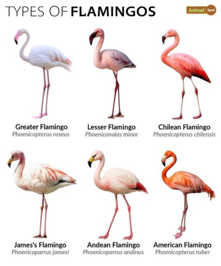 what biome do flamingos live in