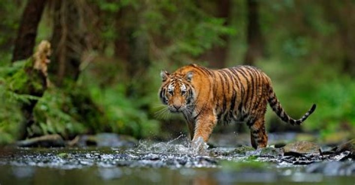 what biome do tigers live in