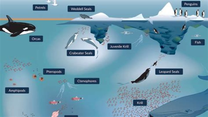what biome is antarctica - Lisbd-net.com