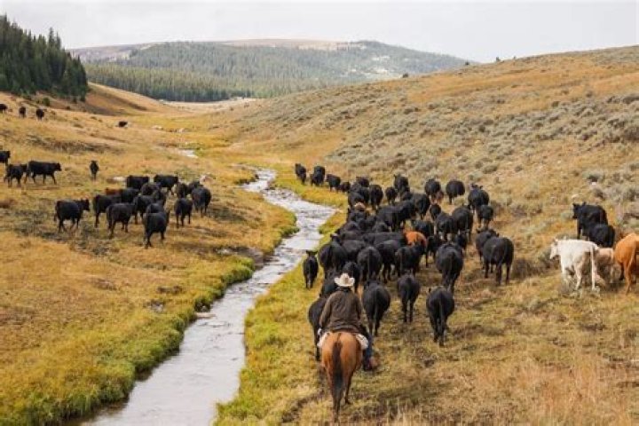 what brought and end to the cattle drives?