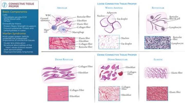 what builds and repairs body tissue