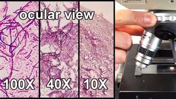 what can you see with a dissecting microscope