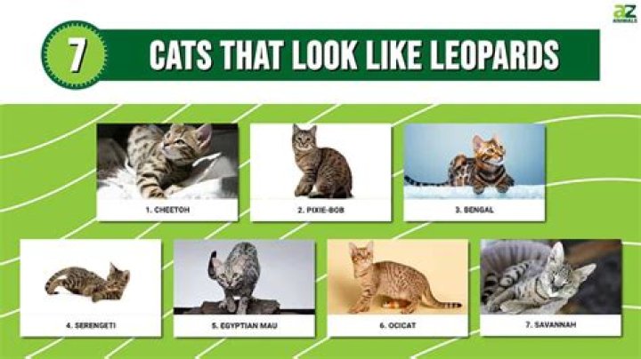 what cat looks like a leopard
