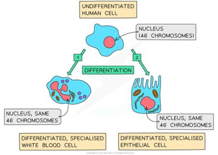 what causes cell differentiation during an organism's development