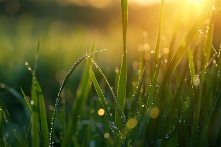 What Causes Dew On The Grass?