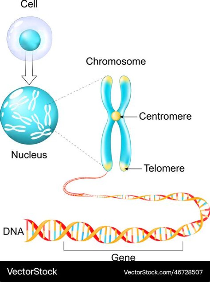 what cell part contains an organismâ€™s genome