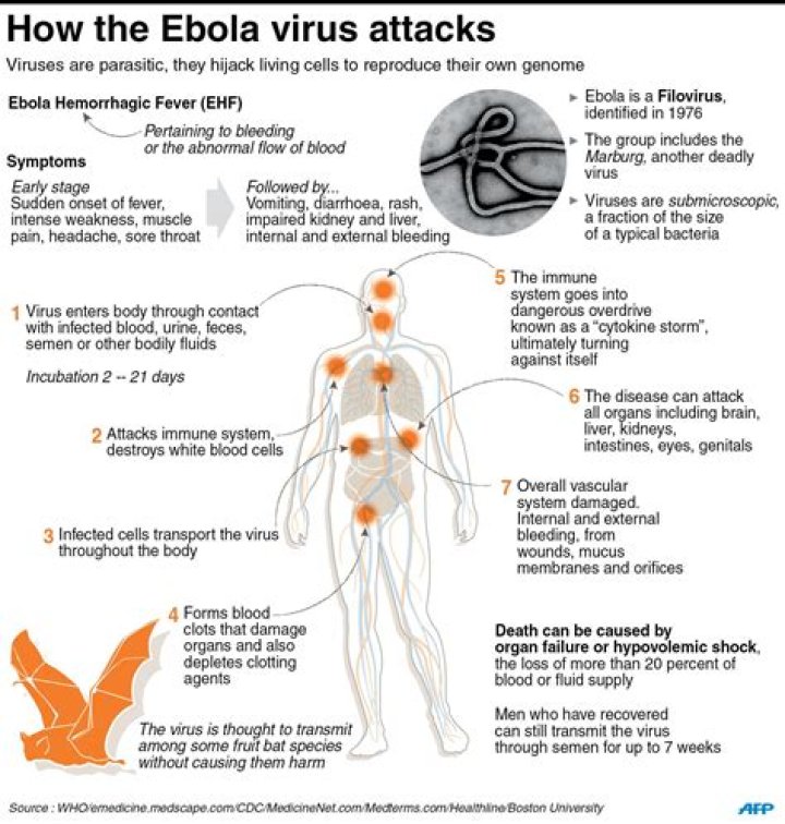 what cells does ebola attack