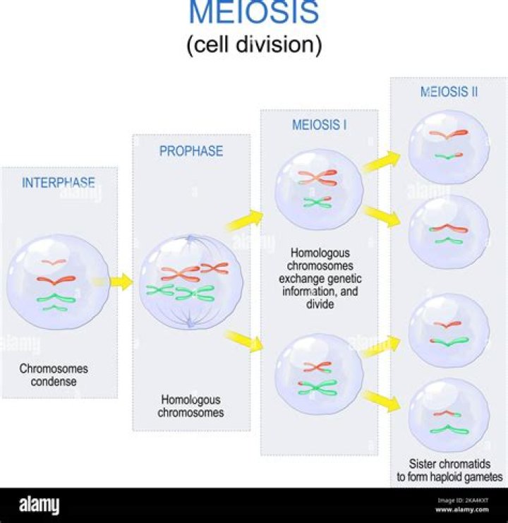 what cells in the body are most likely to have originated through the process of meiosis?
