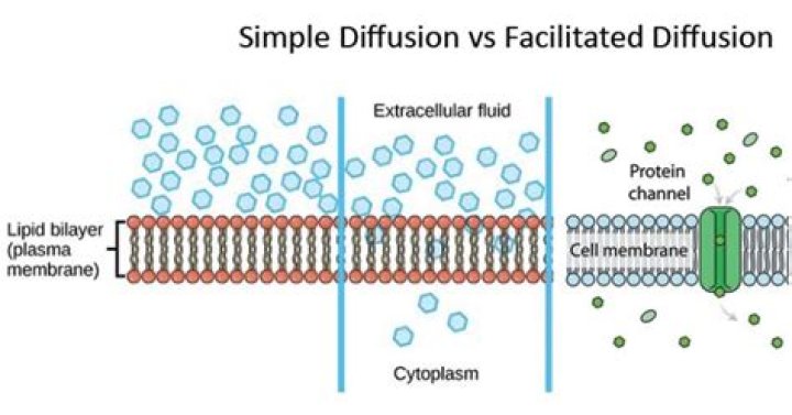 what characteristic do simple diffusion and facilitated diffusion share?