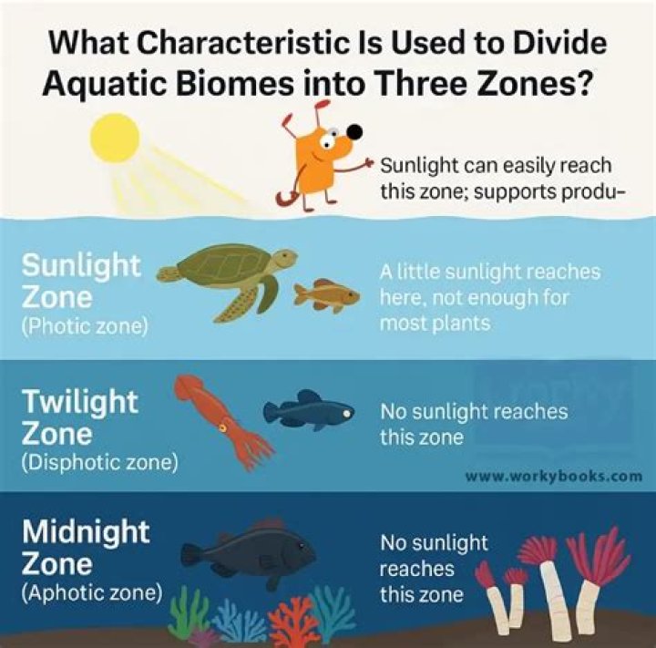 what characteristic is used to divide aquatic biomes into three zones