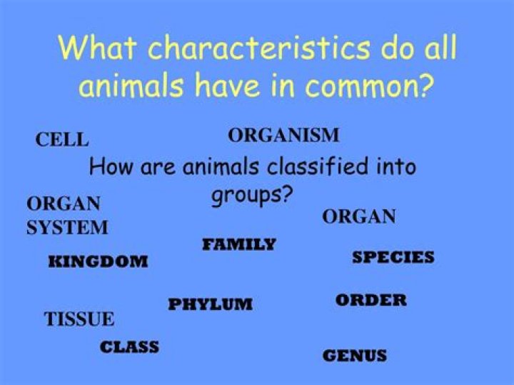 what characteristics do all animals have in common