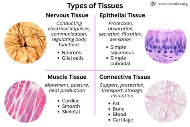 what characteristics is used to name tissue types