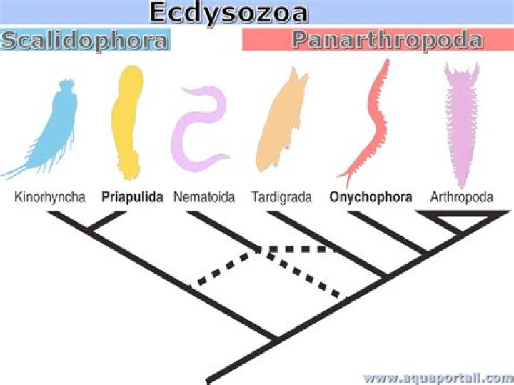 what characterizes an ecdysozoan - Lisbd-net.com