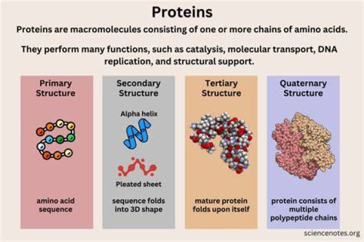 what chemical elements are found in all proteins
