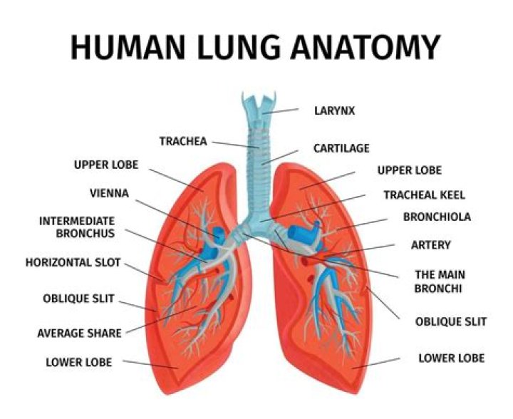 what color are lungs - Lisbd-net.com