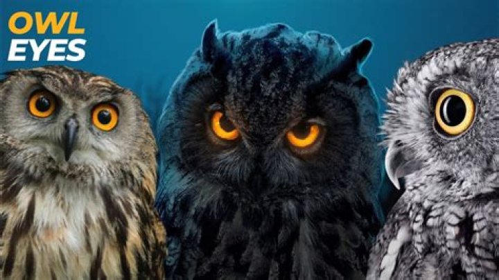 what color are owl eyes