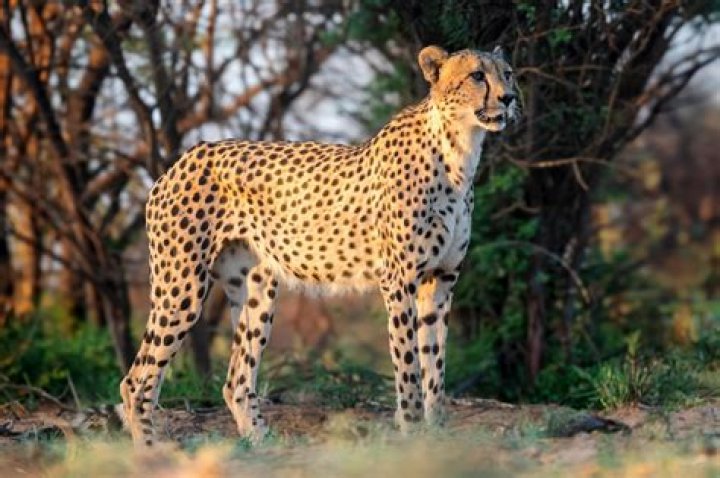 what color eyes do cheetahs have
