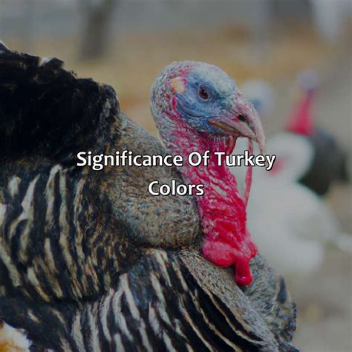 what color is a turkey's beak